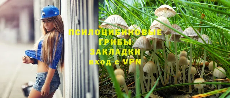 наркотики  Дегтярск  Галлюциногенные грибы Cubensis 